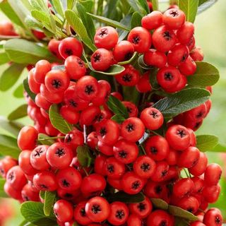 scarlet firethorn bush