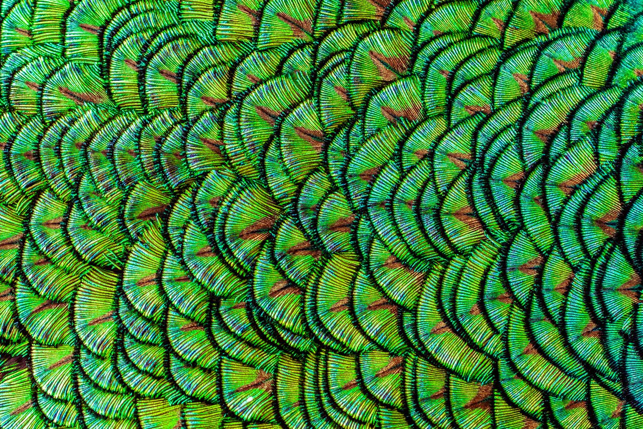 The vibrance of peacock feathers by Heidi Cohen image