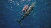 A mother humpback whale and calf are seen on the coast of Vitoria, Espirito Santo state, Brazil on August 22, 2023. (Photo by CARL DE SOUZA / AFP) (Photo by CARL DE SOUZA/AFP via Getty Images)
