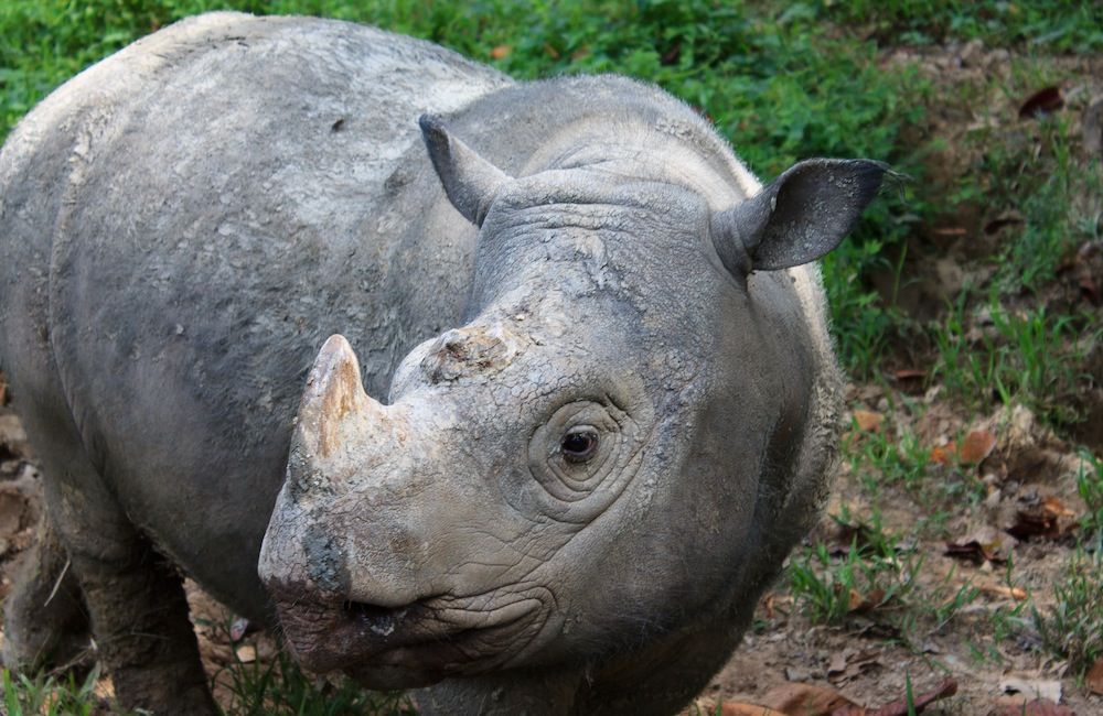 Sumatran Rhino