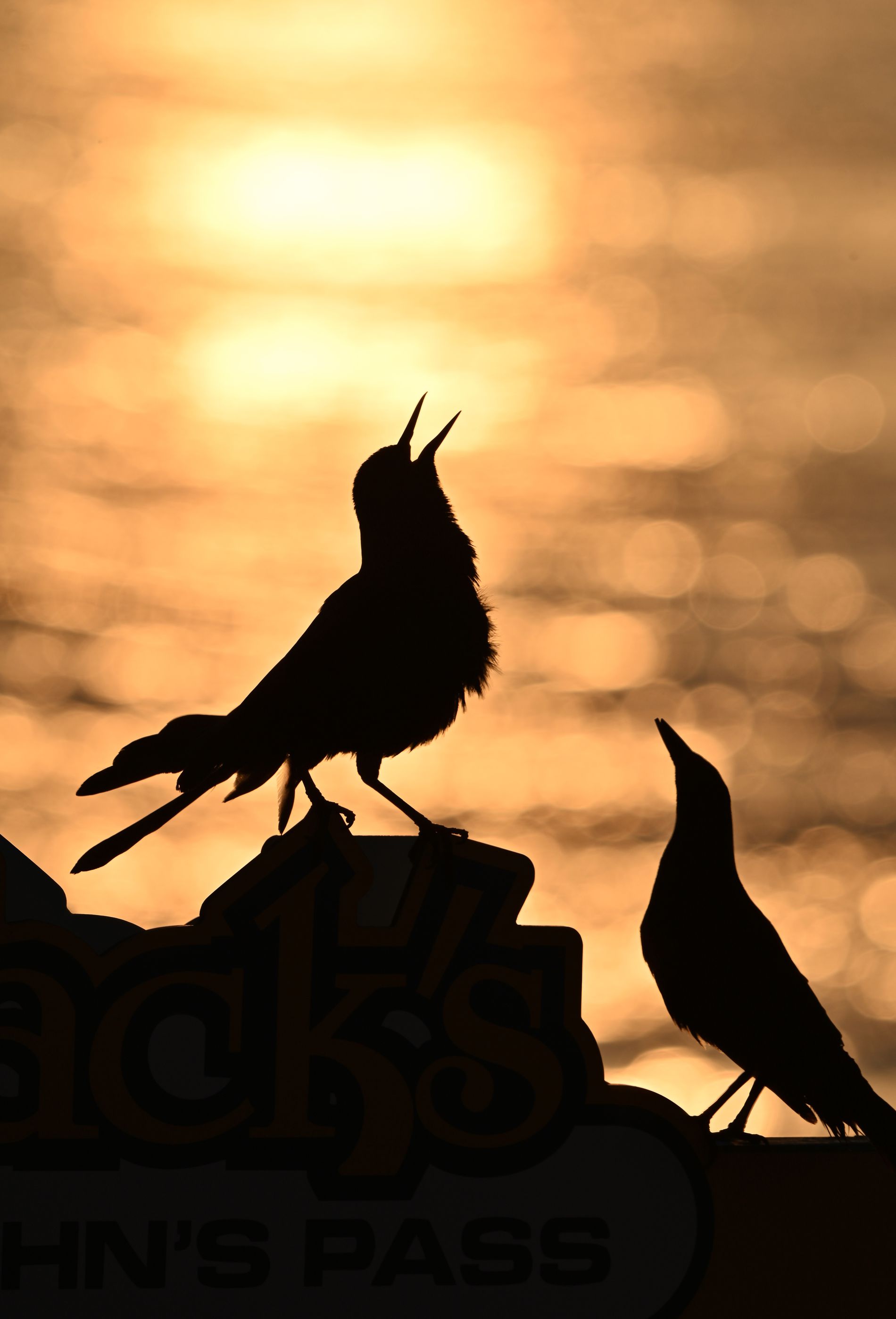 GuruShots - Nature&rsquo;s Masterpiece 2026