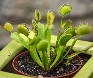 Venus flytrap in green pot