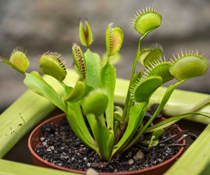 How to propagate a Venus flytrap: three easy methods | Homes & Gardens