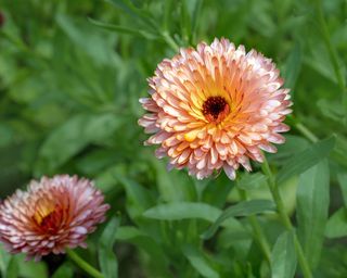 Calendula Orange Flash has peachy petals and a bronze centre and is good for cottage gardens