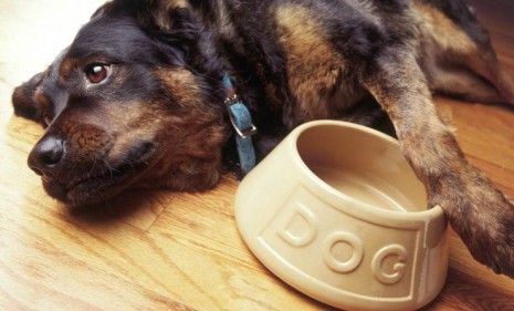 Dog with bowl