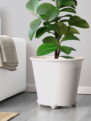 best self watering gadgets and accessories, indoor plant pot on wheels with a healthy plant growing inside it, beside a sofa