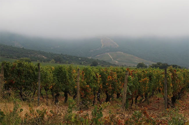 Colchagua Valley vineyards, Chile 2016 vintage
