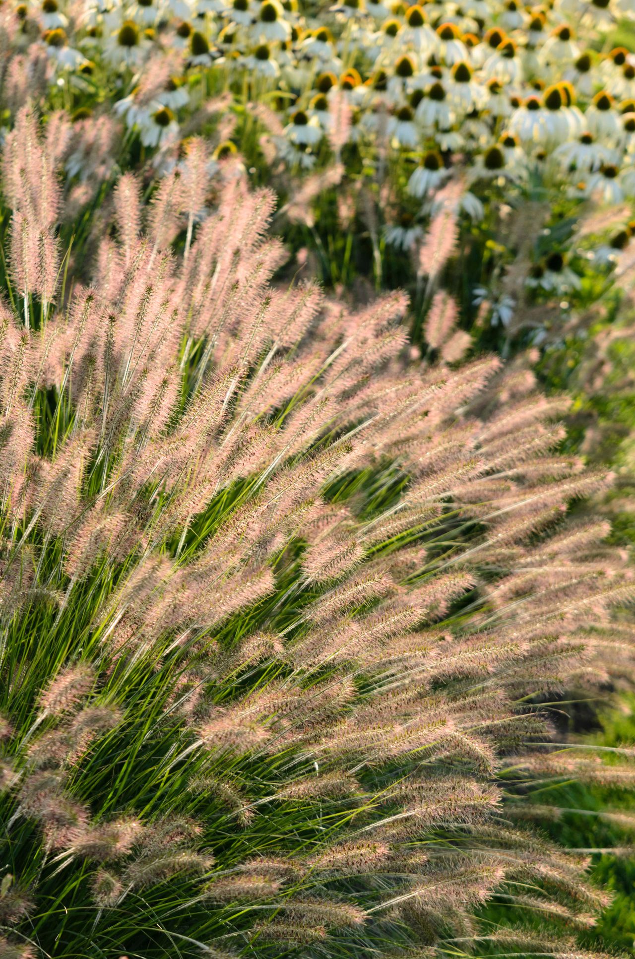 Monty Don's favorite ornamental grasses for fall color Gardeningetc