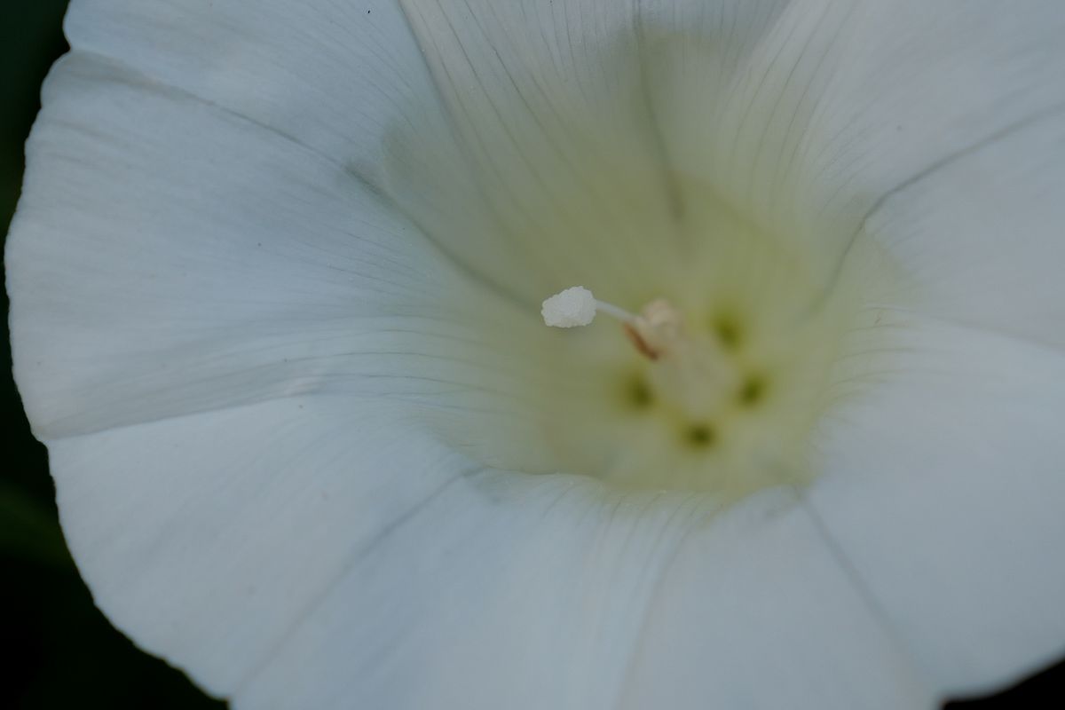 A photo of a flower taken on a Leica Q3 43 camera