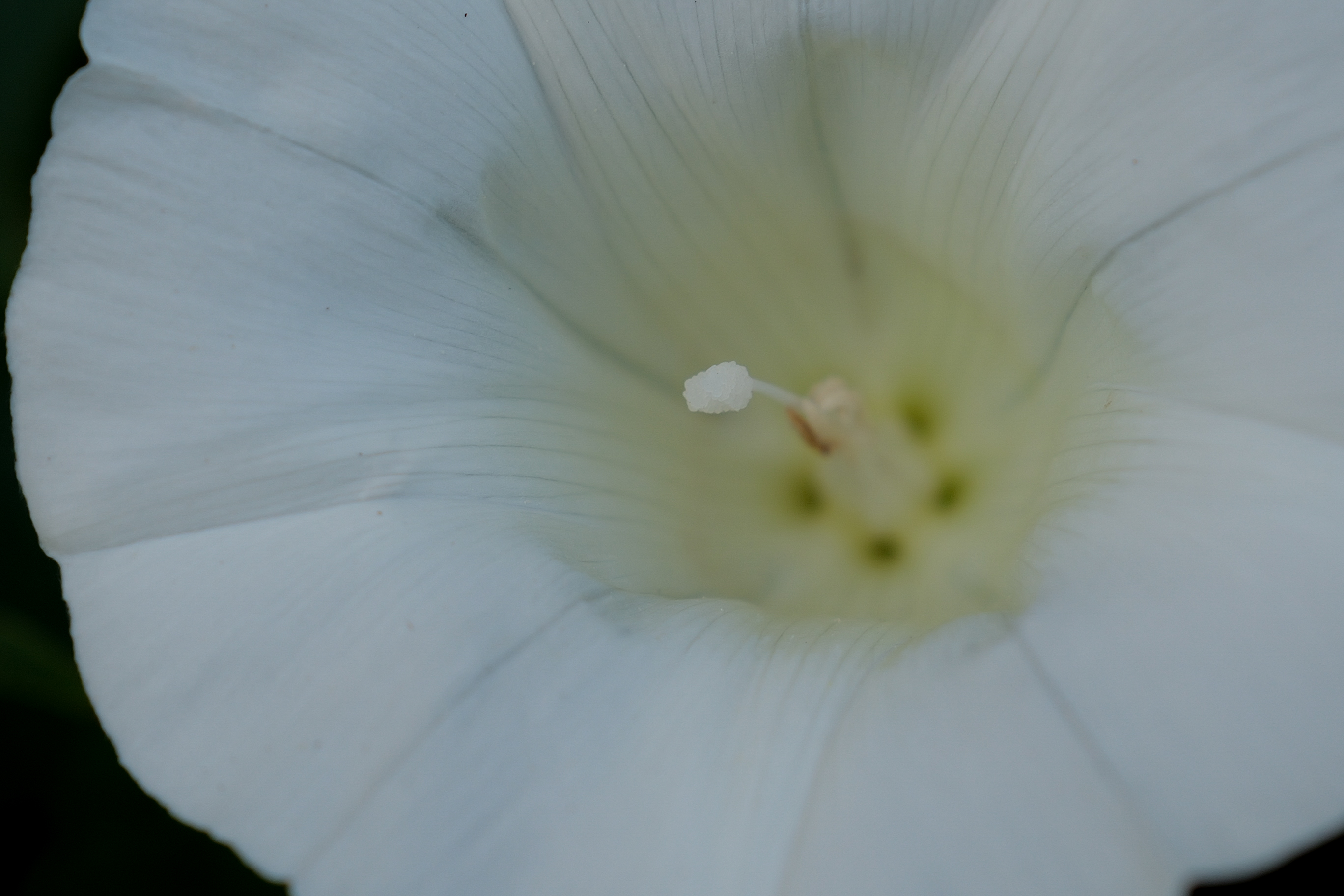 A photo of a flower taken on a Leica Q3 43 camera