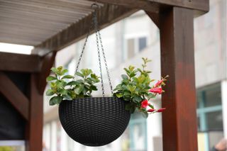 hanging air planter