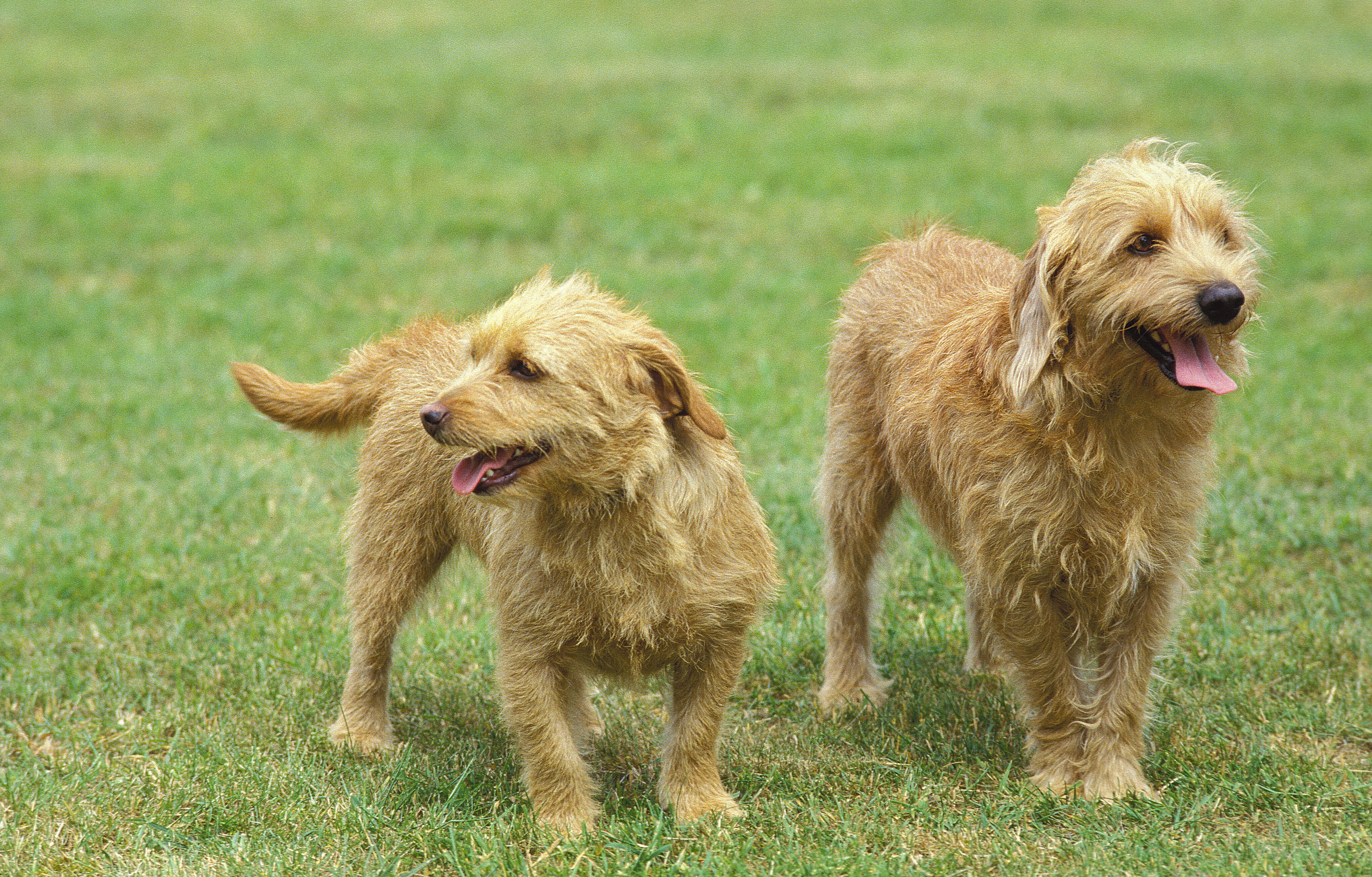 Two Basset Fauve de Bretagne hounds standing in grass, their small size and rough golden coats typical of the breed.