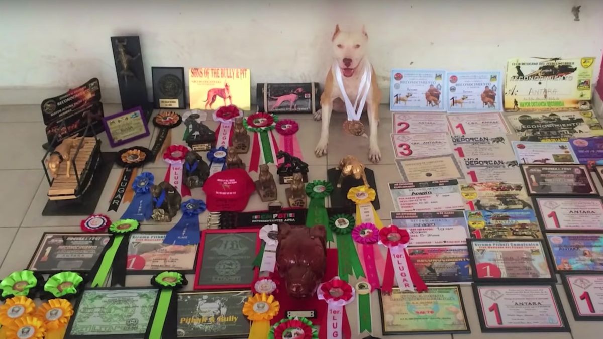 Antara the jumping Pitbull sitting in amongst all the awards she&#039;s won with medal round her neck