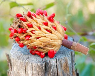 Magnolia seeds in a seed pod