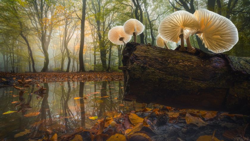 A stunning, low-angle photograph of several porcelain-white mushrooms growing on a dark, mossy log reflected in a pool of water, set against a misty, autumn forest floor covered in golden and brown leaves.