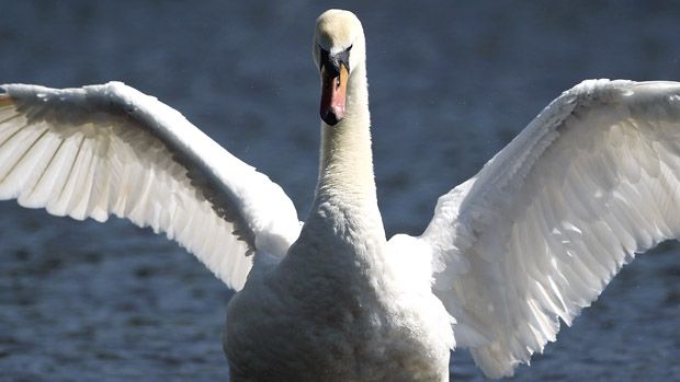 WINDSOR, ENGLAND - APRIL 07:A swan flaps it&amp;#039;s wings in the River Thames on April 7, 2011 in Windsor, England. Much of Britain continues to enjoy unseasonably warm weather, recording the hotte