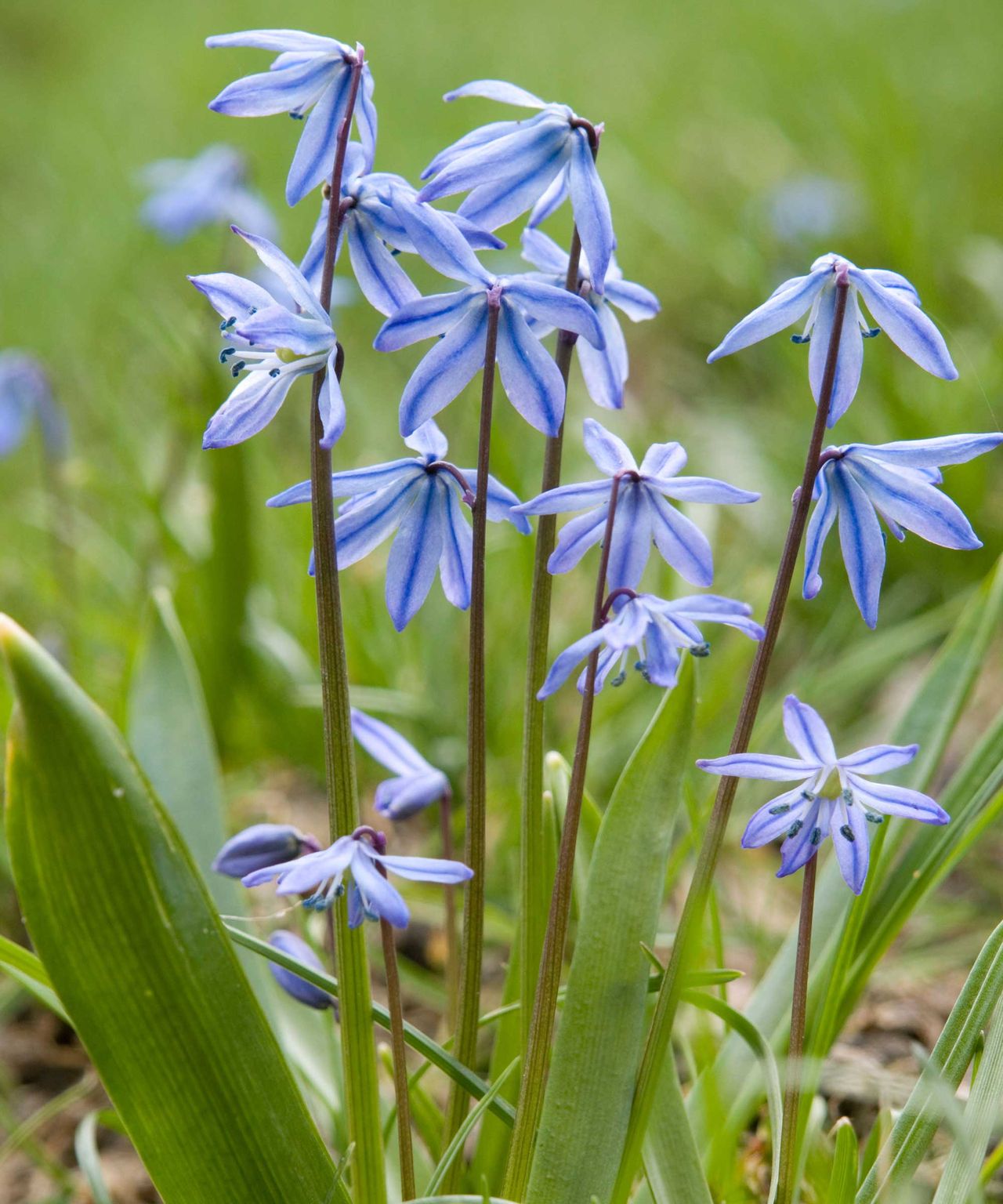 Best Spring Bulbs 14 Choices For Beautiful Displays Gardeningetc