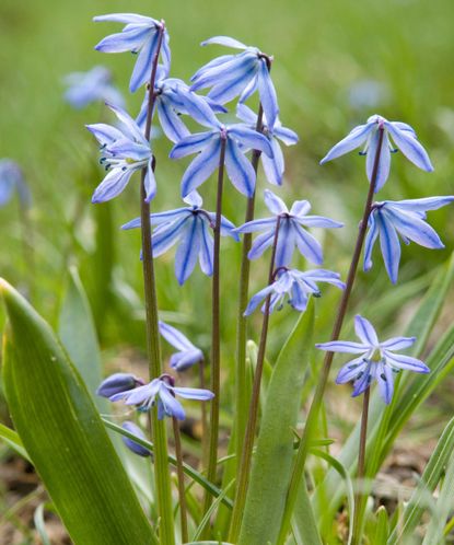 Best spring bulbs: 14 choices for beautiful displays | Gardeningetc