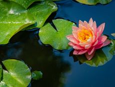 Full Sun Aquatic Plants In A Pond