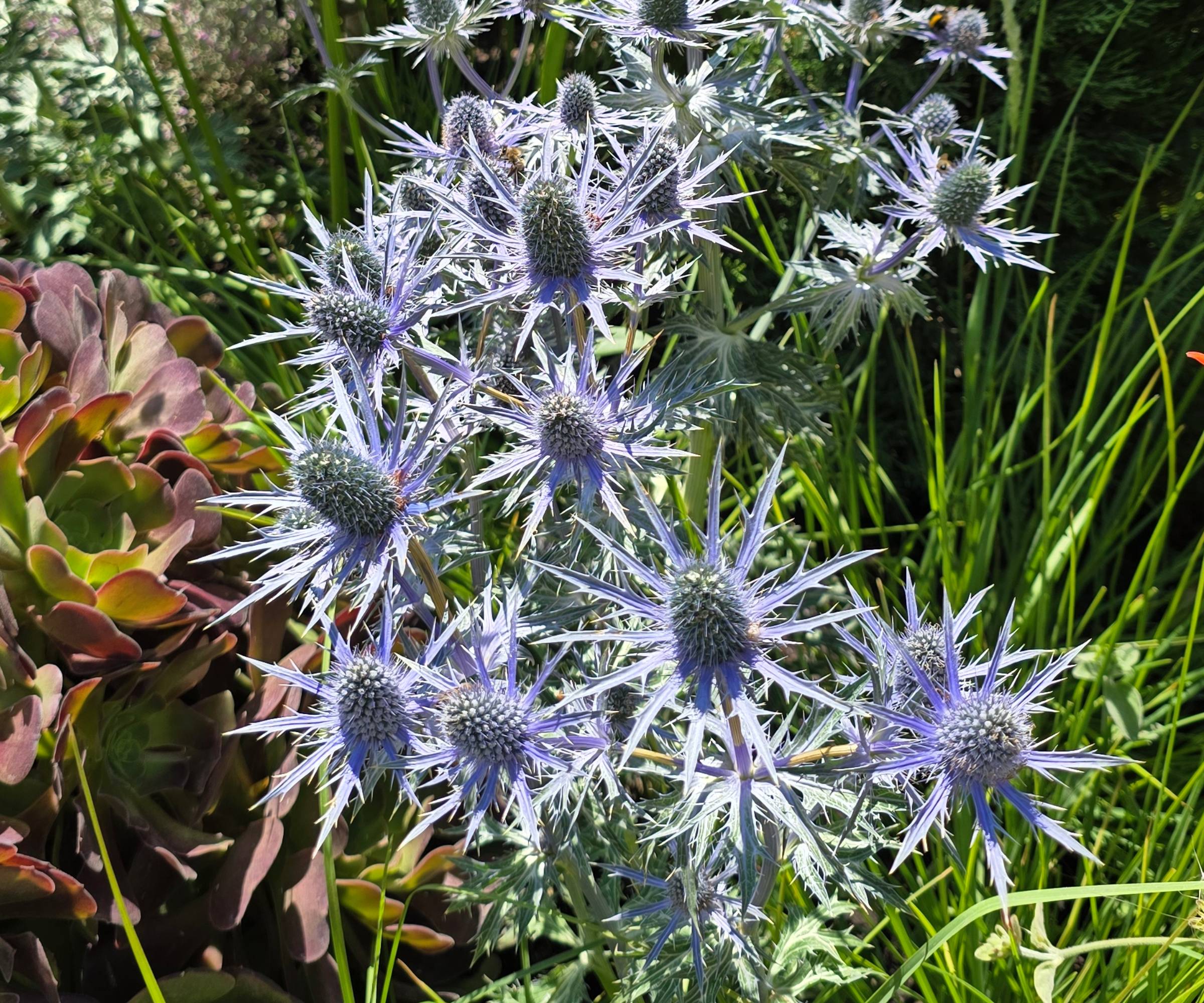 Sea holly in border