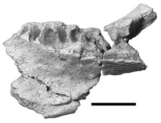 <i>Gryphoceratops Morrison</i> jawbone