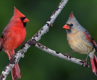Male and female cardinal birds on a branch