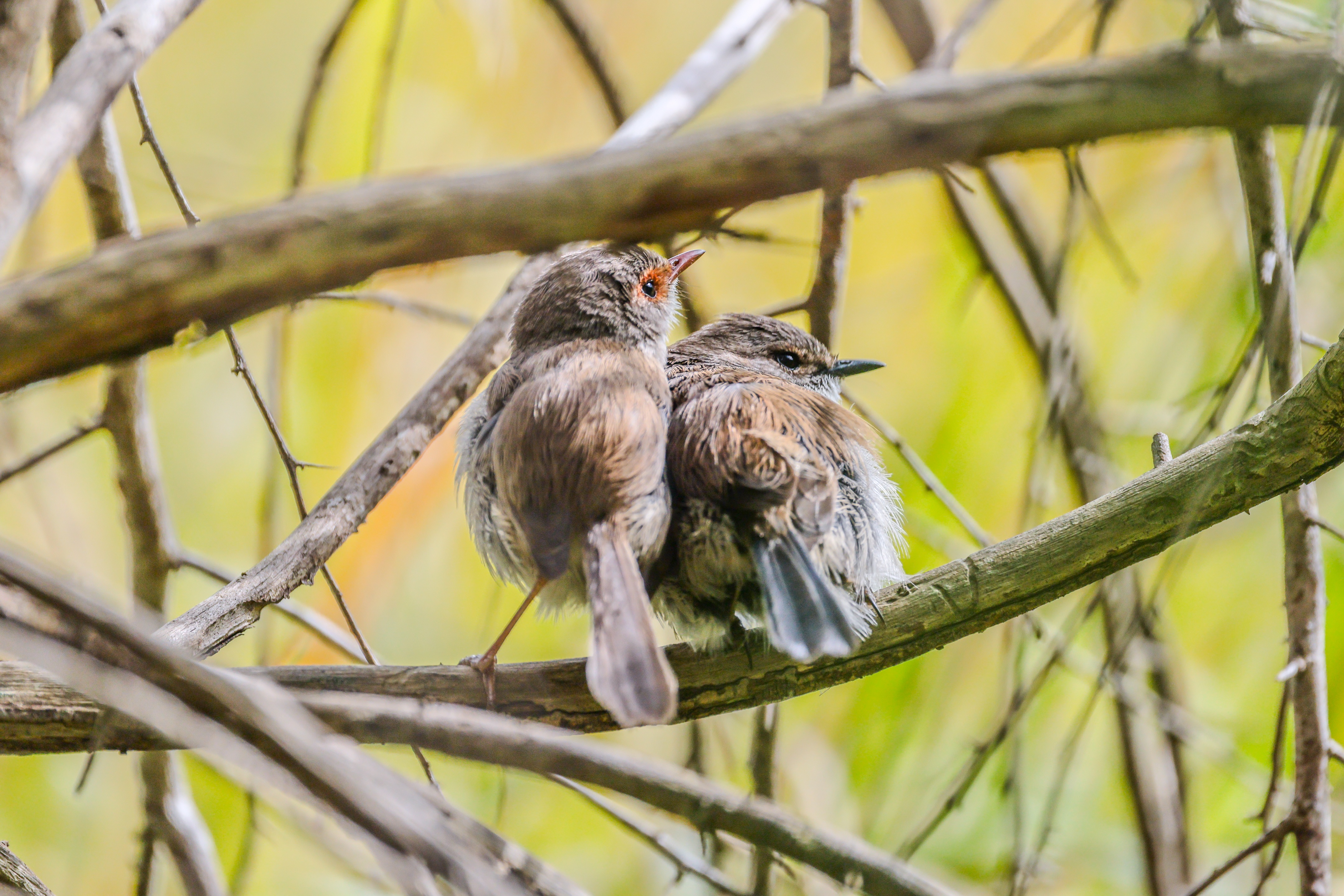 A female superb fairy wren with her juvenile