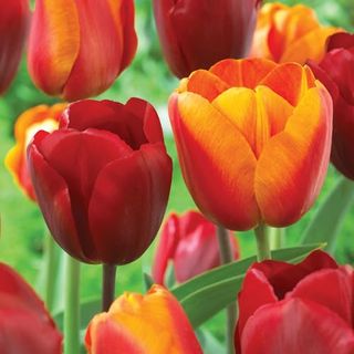 Red and Orange Tulips