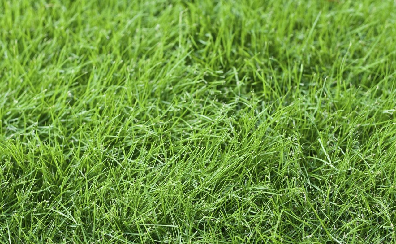 Fine Fescue Grass