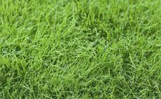 Fine Fescue Grass