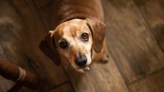 A dachshund looks up like he's asking a question.