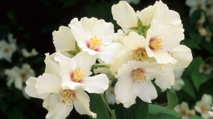 philadelphus 'Belle Etoile'