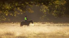 A women riding horse in a field on a beautiful autumn morning, UK.