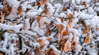 picture of beech tree with snow on it