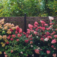 Hydrangeas along fence in fall