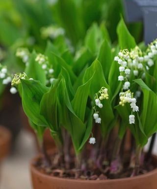 lily of the valley plant in terracotta pot