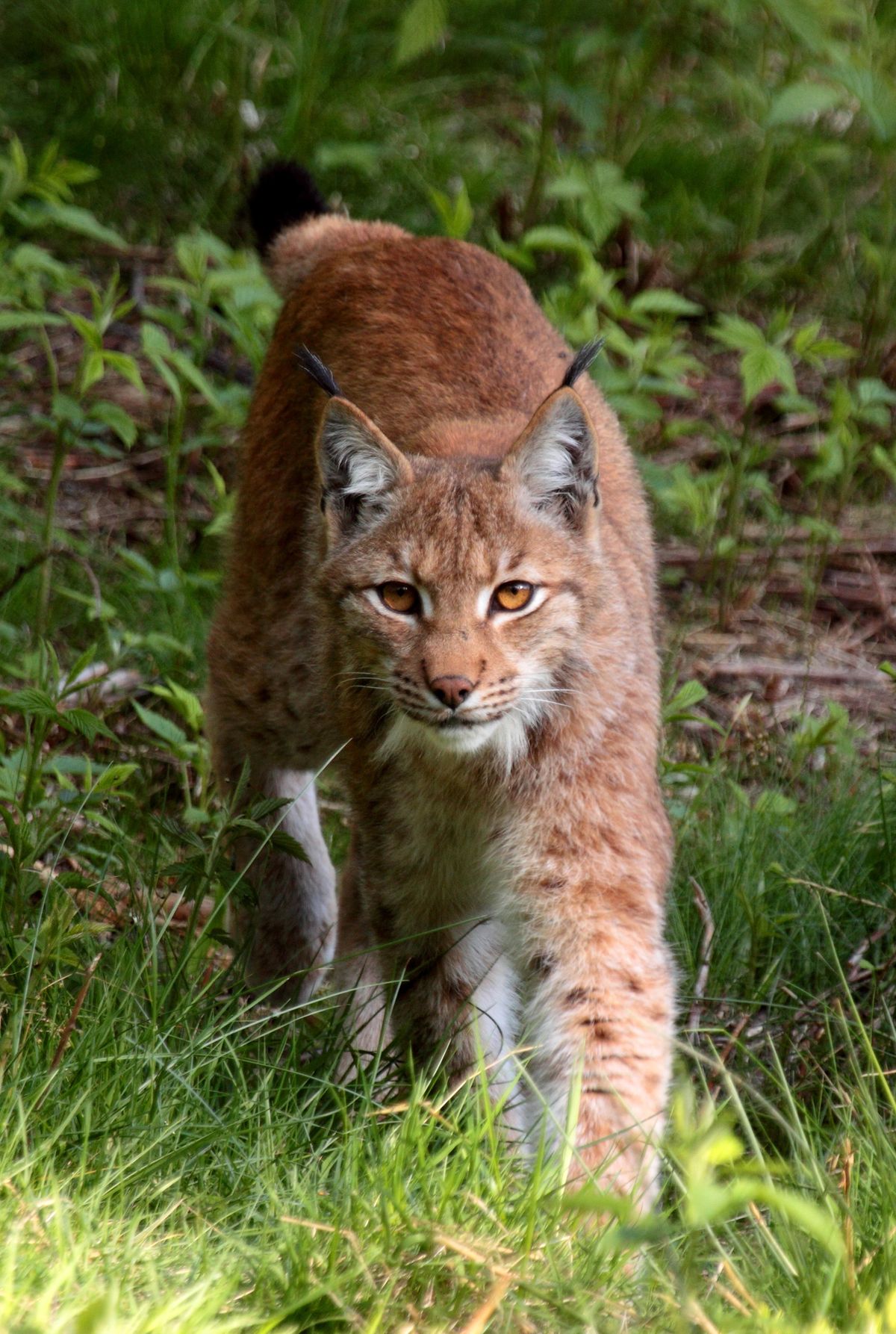 Eurasian lynx