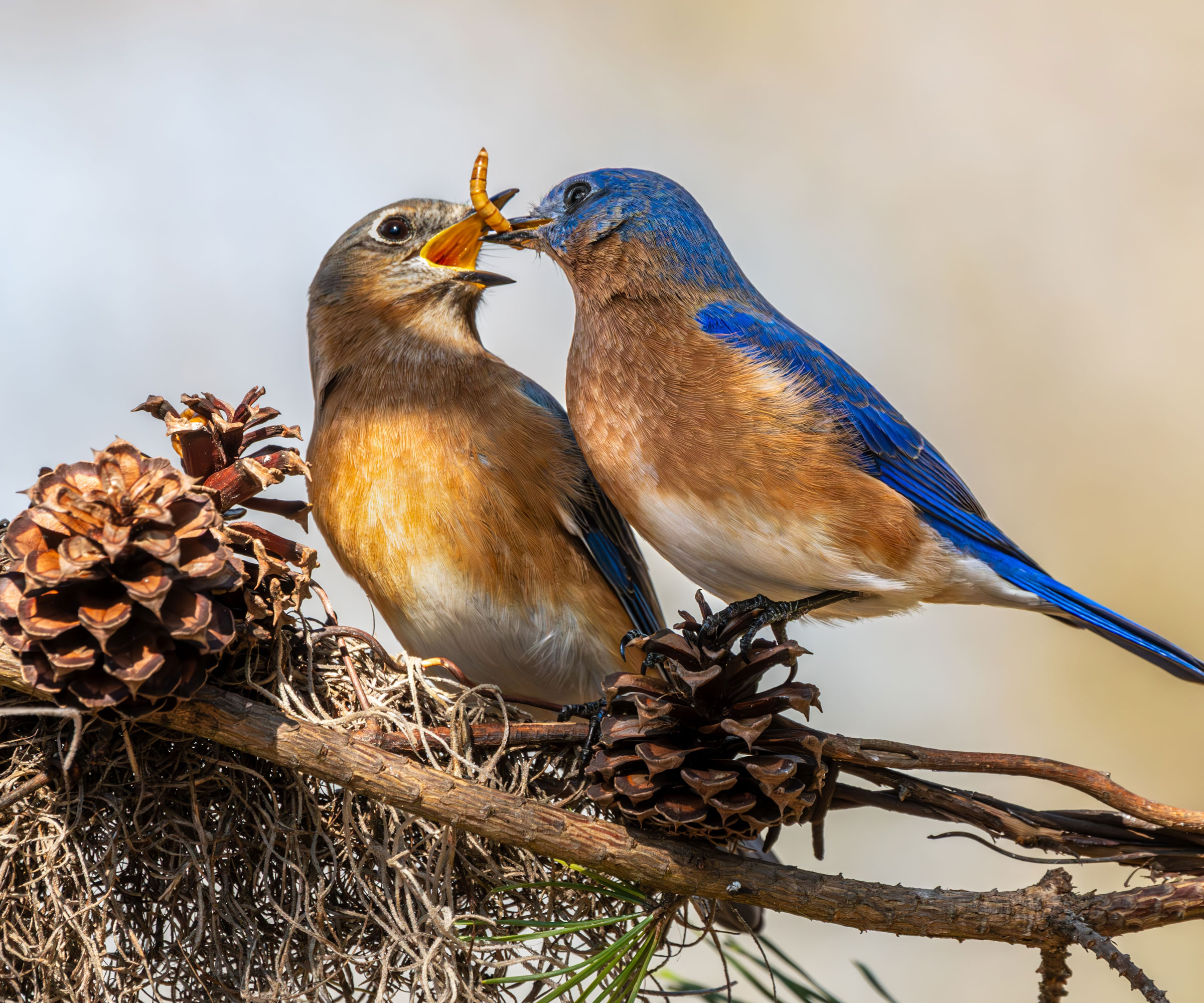 male bluebird feeding mealworm to female bluebird