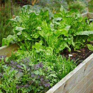 Wooden raised vegetable bed with salad vegetable plants in garden