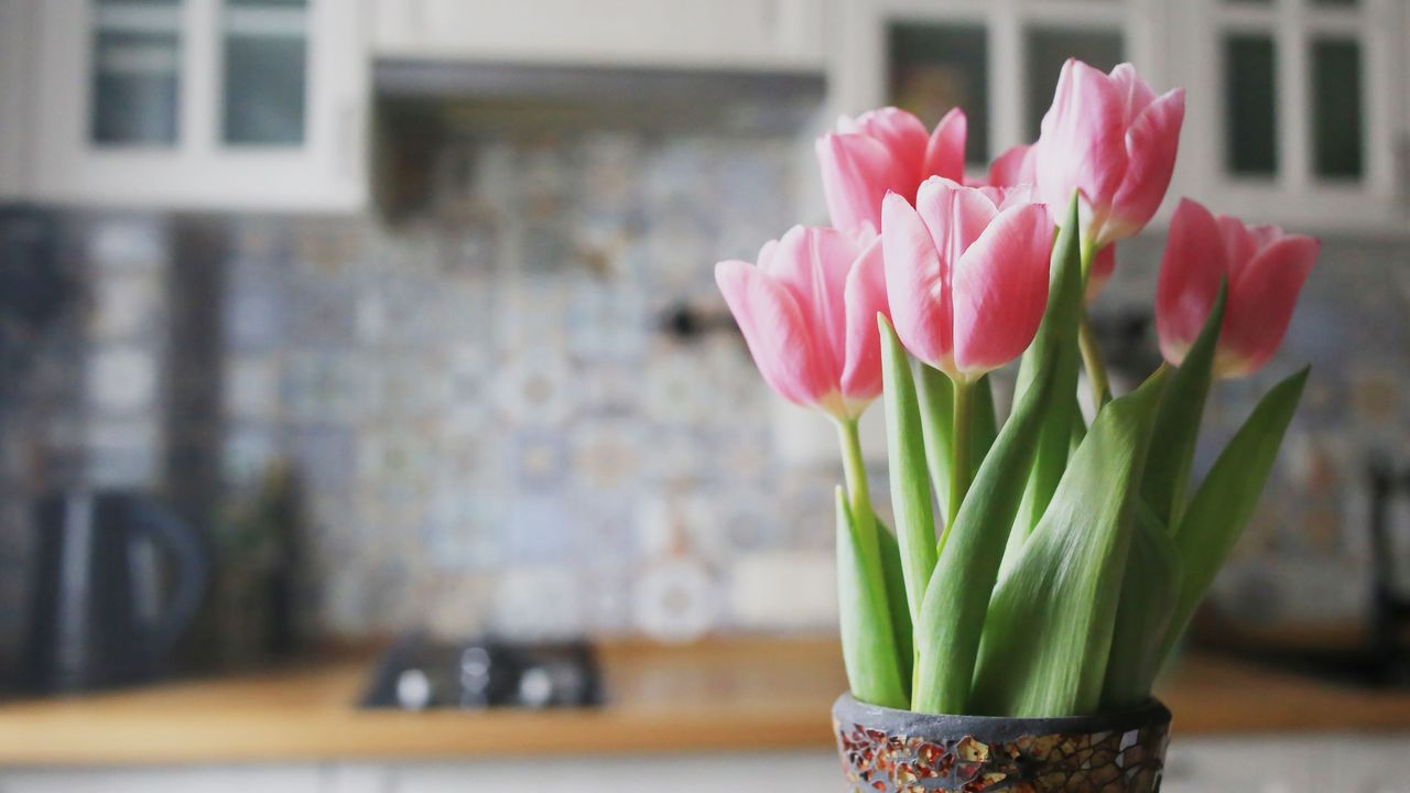 Tulips growing indoors