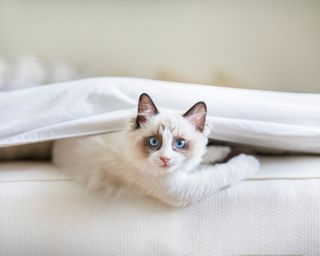 Cute Ragdoll kitten in the bedroom, tucked in between the sheets and the mattress. The little blue eyed cat is looking at the camera with a mischievous look upon its face.