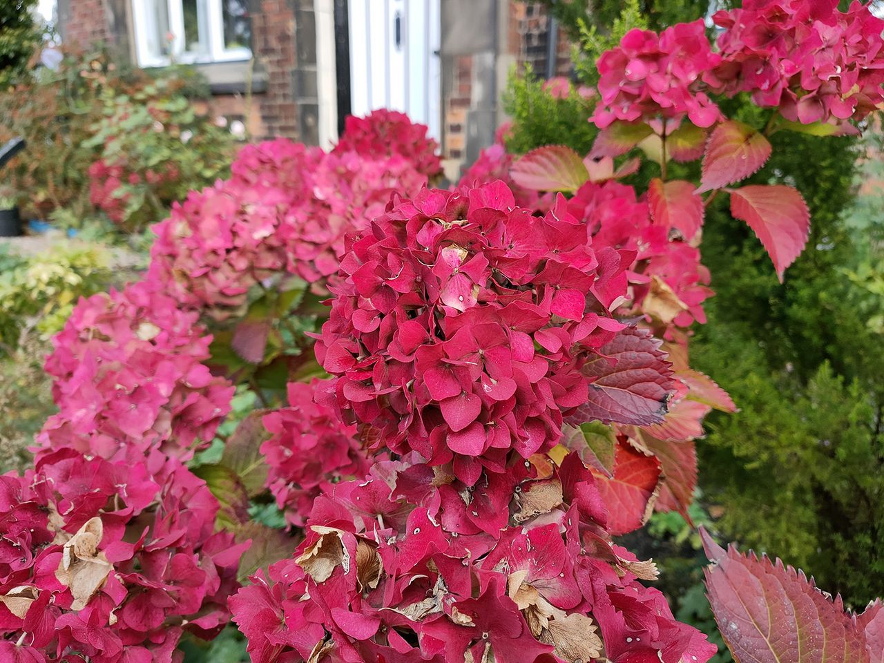 Oppo Reno 4 Pro 5G camera sample