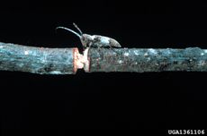 Twig Pruner Beetle On A Twig