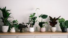 Best house plants