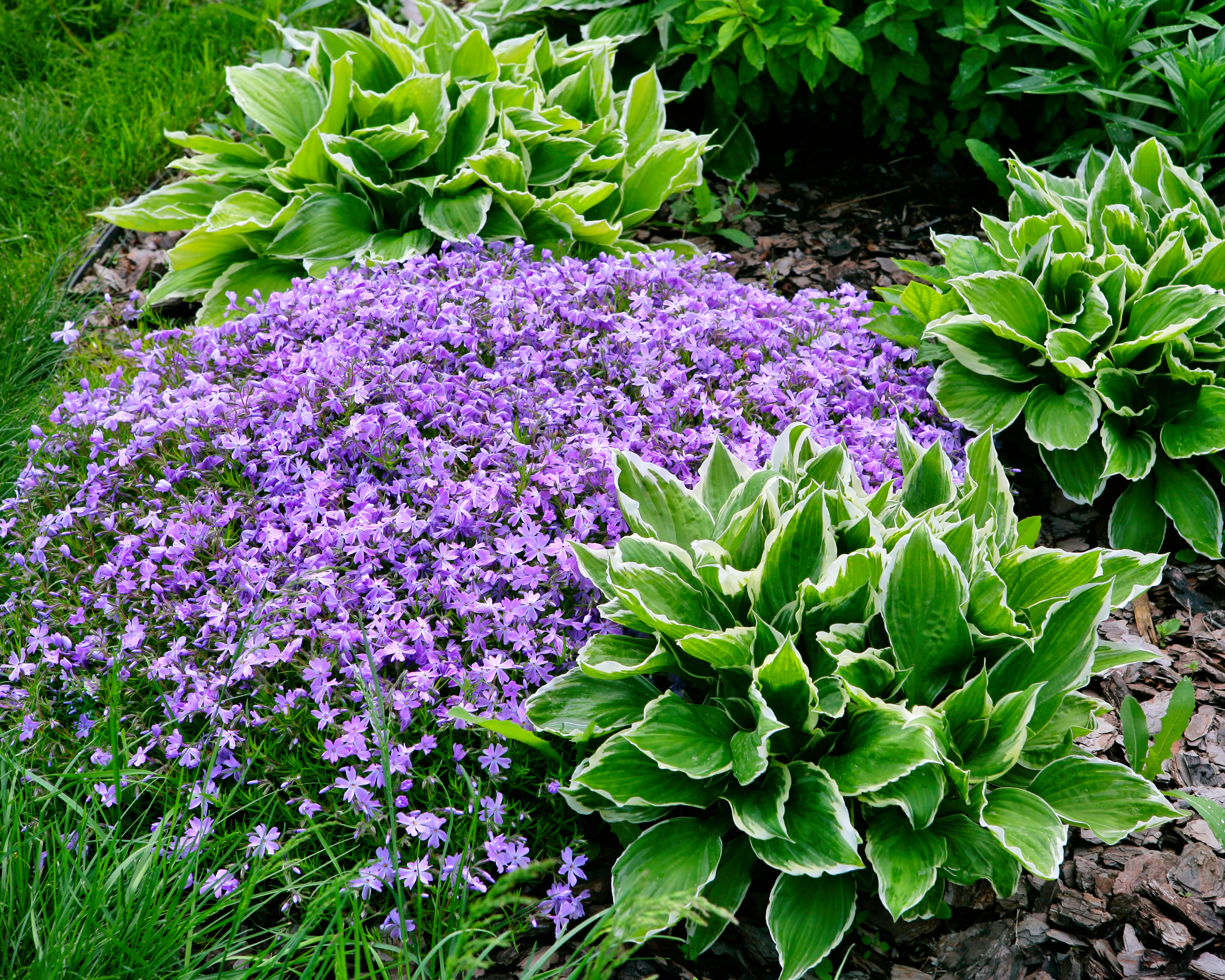 purple creeping phlox grown with hostas in a garden border as groundcover