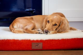 The Red Dog Company dog mat