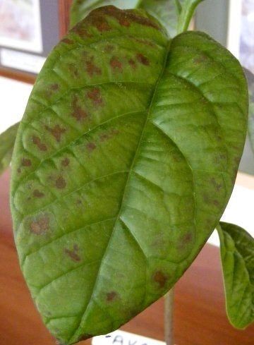 avocado leaf burn