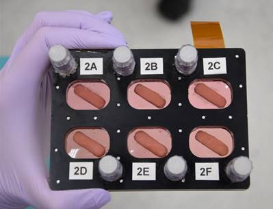Osteoblast cell cultures.