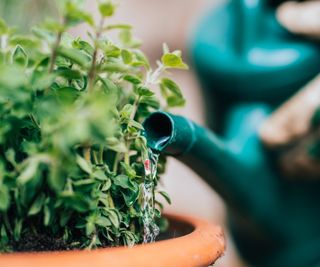 Green planting in a pot with a watering can
