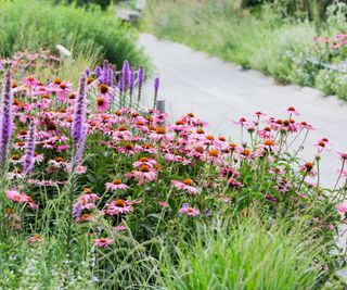 Cornflowers and grasses blooming at the top of the High Line in New York City